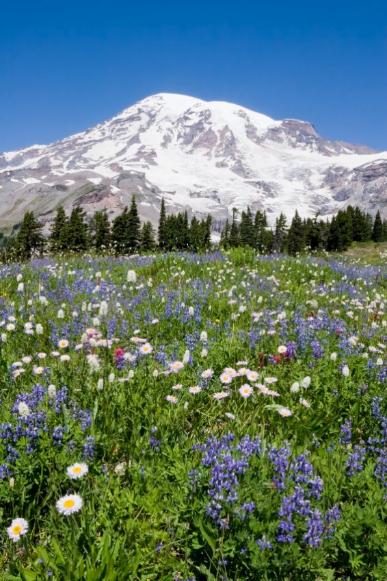 Rainier Wildflowers - All Rights Reserved