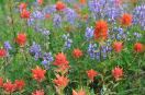 Indian paintbrush flowers on Mount Rainier