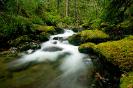 Mt. Rainier Stream