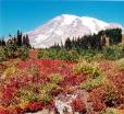 Mount Rainier National park Fall Leaves